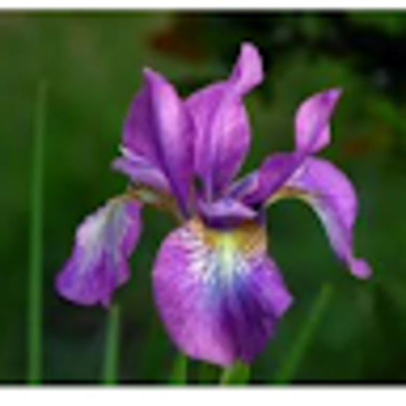 Meet your Posher, Rubi - Picture 1 of 1